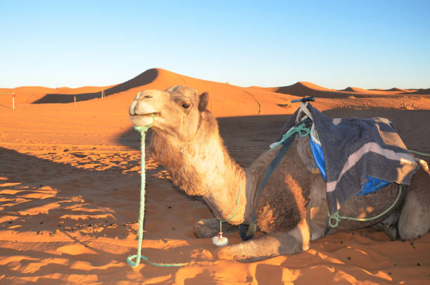 6 dias Marrakech al desierto