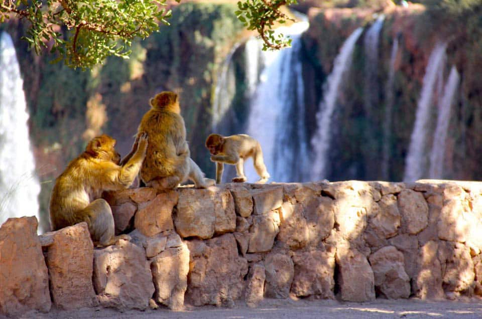 Cascadas de ouzoud