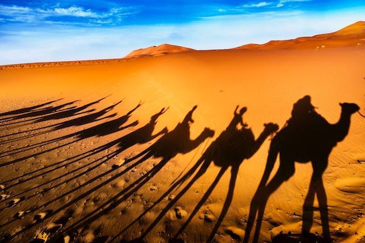 camels Balade a dos de dromadaire