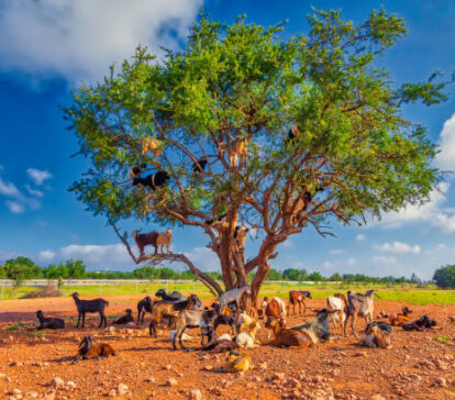 South Morocco from Marrakech