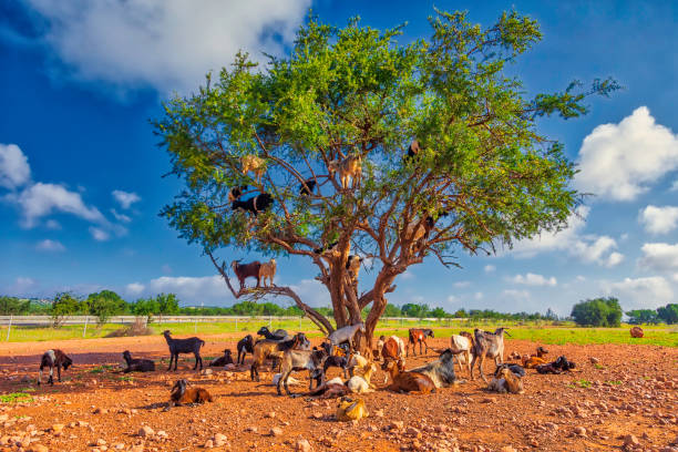 South Morocco from Marrakech